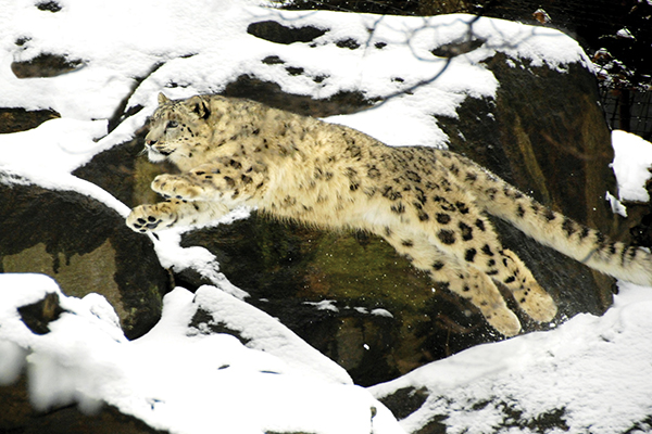 Leo the snow leopard. Julie Larsen Maher—The Wildlife Conservation Society