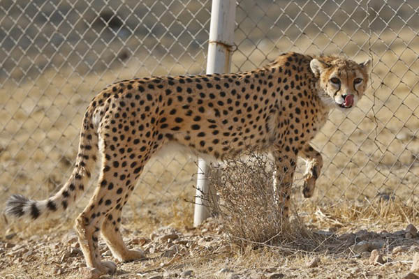 Big Cats in Evolutionary Arms Race With Prey – Newsweek Pakistan
